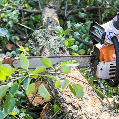 Shrub Removal